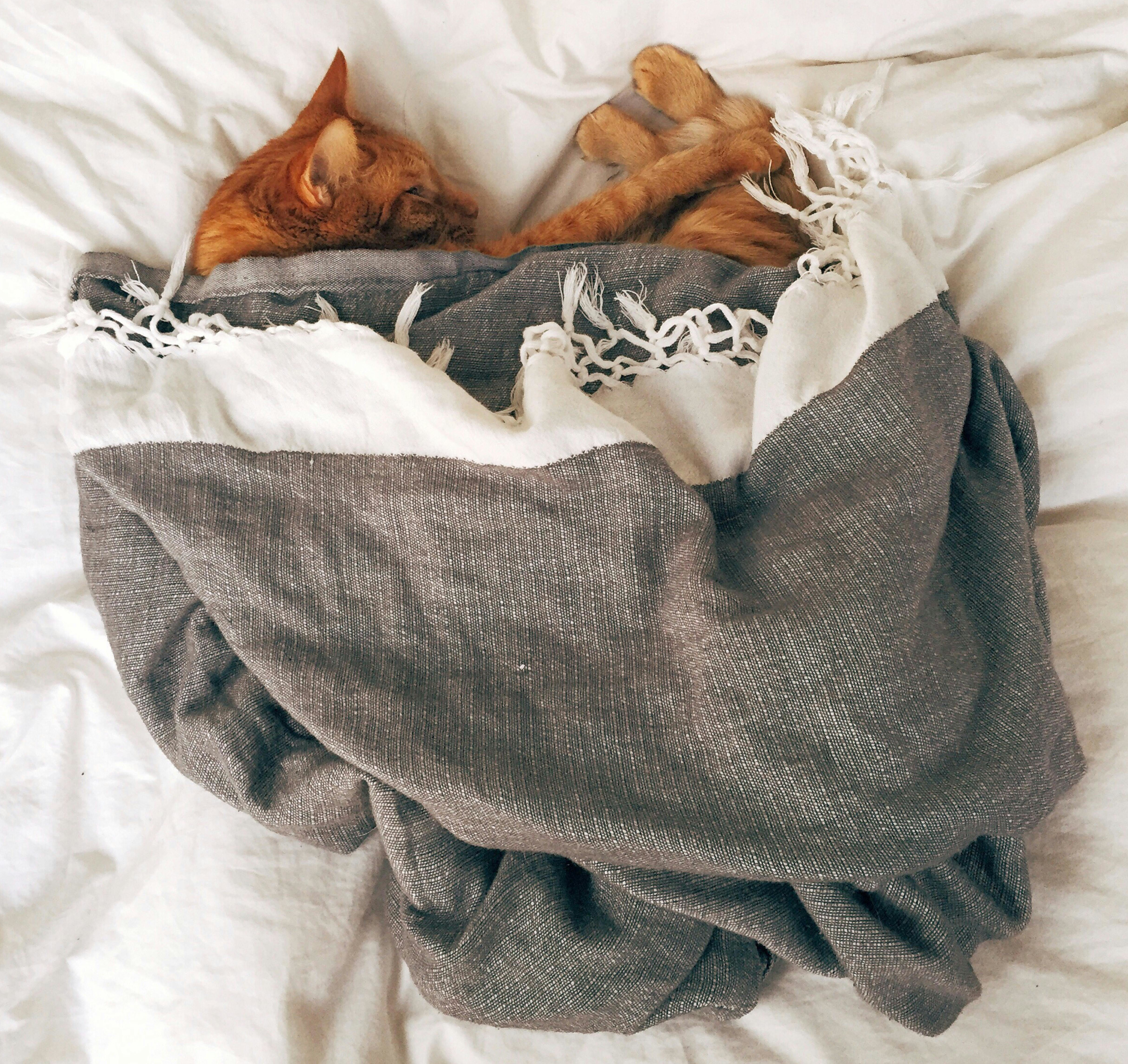 A cat asleep and covered with a blanket.